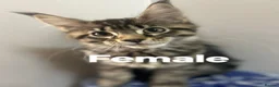 Maine Coon cats for sale: Licensed breeder-maine coon kittens - Advert 4