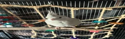 Cockatiels birds for sale: 8 month old female cinnamon pied cockatiel - Advert 5