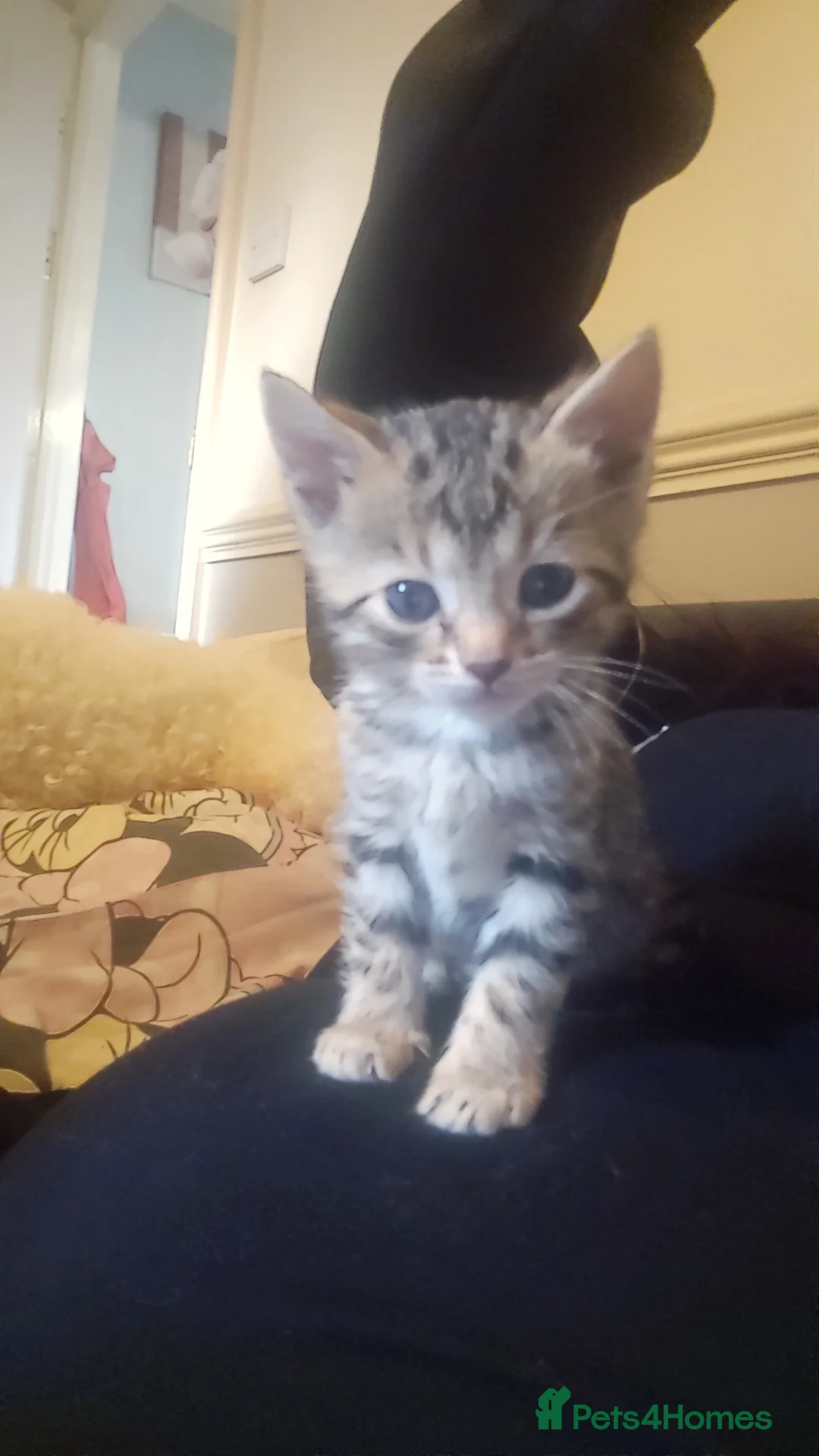 Bengal cats for sale: 3 male bengals  - Advert 2