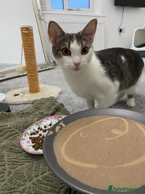Mixed Breed cats Rehoming Luna - Advert 1