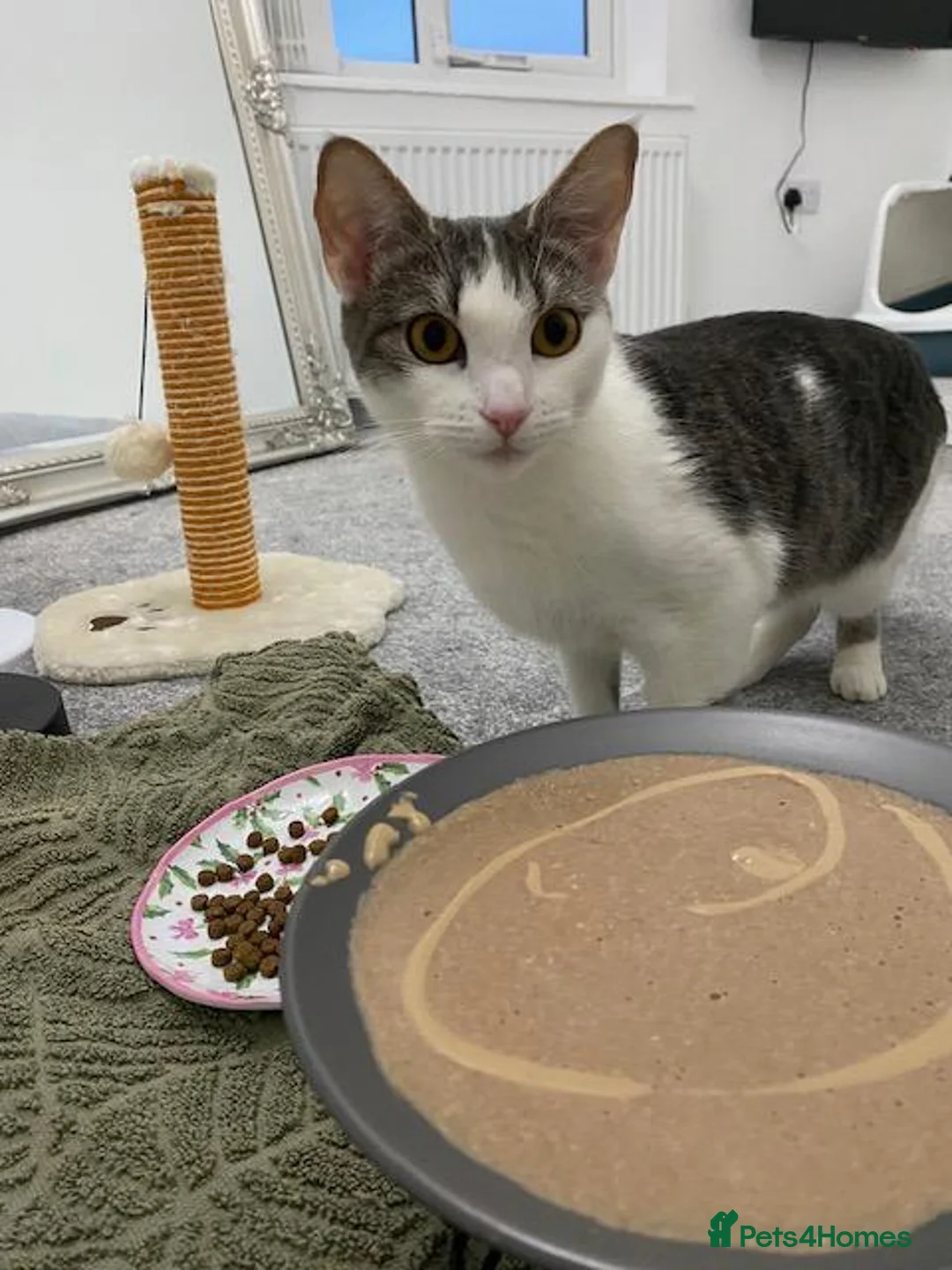 Mixed Breed cats for sale: Rehoming Luna - Advert 1