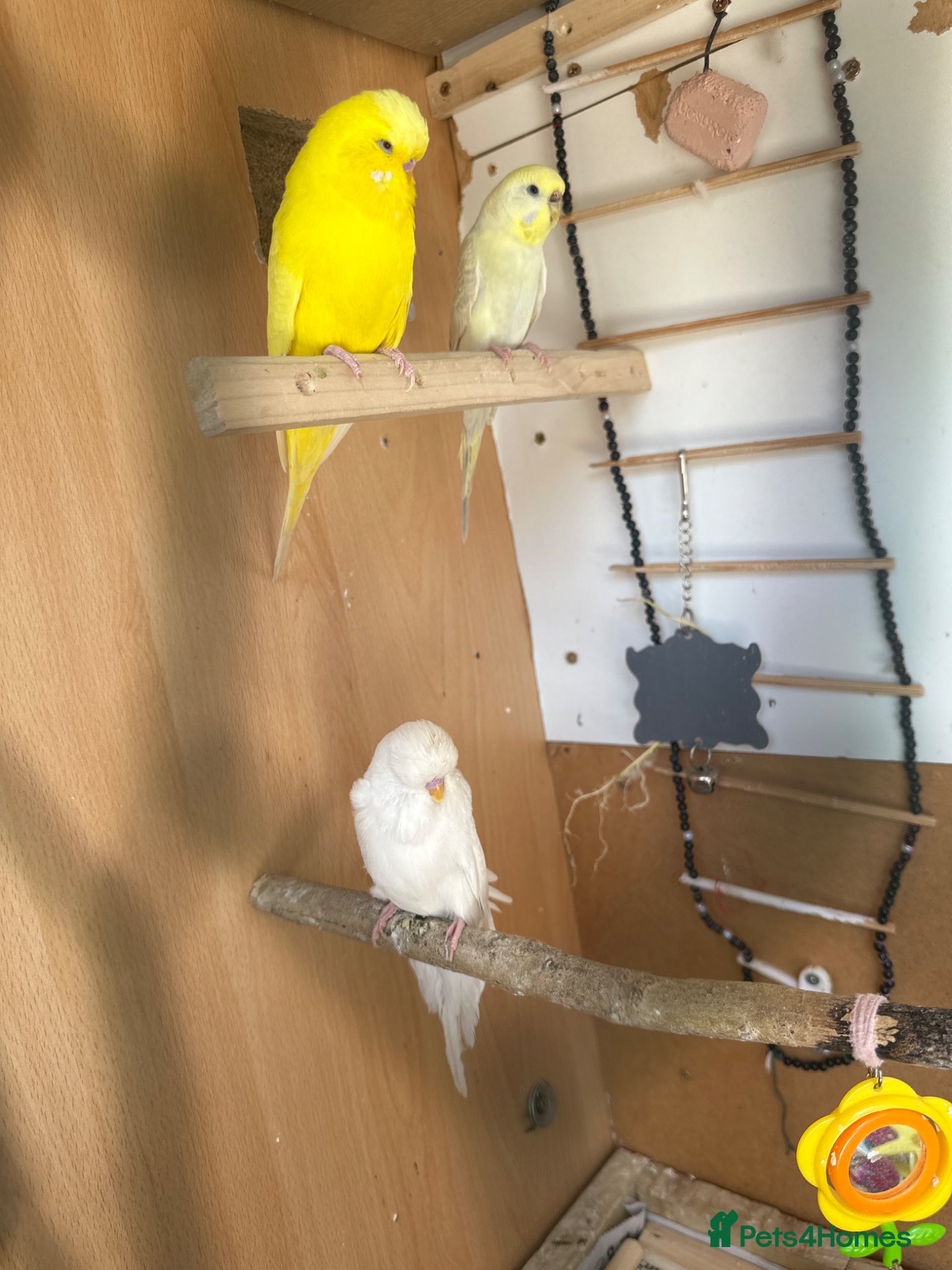 Budgerigars birds exhibition males lutino and white and a female - Advert 2