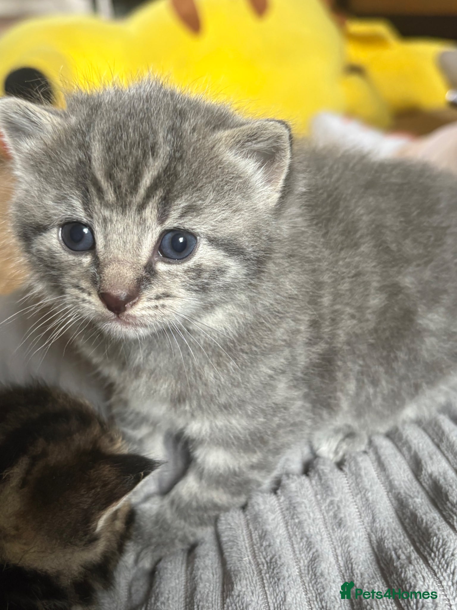 Mixed Breed cats Stunning mixed litter  - Advert 5