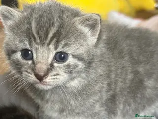 Mixed Breed cats Stunning mixed litter - Advert 4