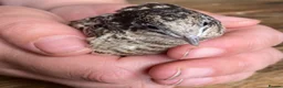 Quail poultry for sale: Chinese Painted/Button Quail Eggs for Sale - Advert 8