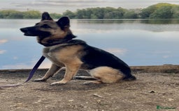 Mixed Breed dogs for adoption: Our Lovely Lucia in Witney - Image 16