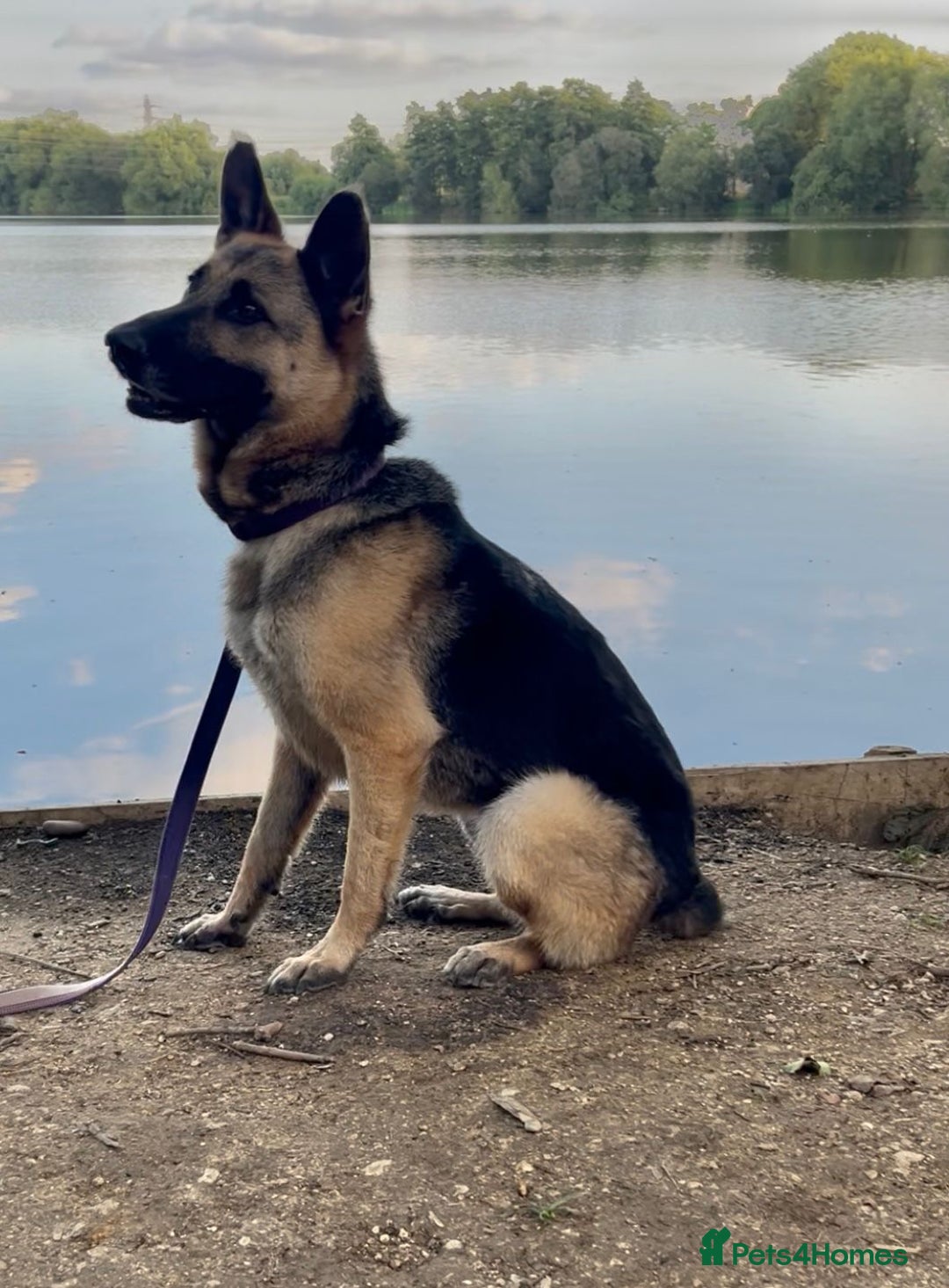 Mixed Breed dogs for adoption: Our Lovely Lucia in Witney - Image 16