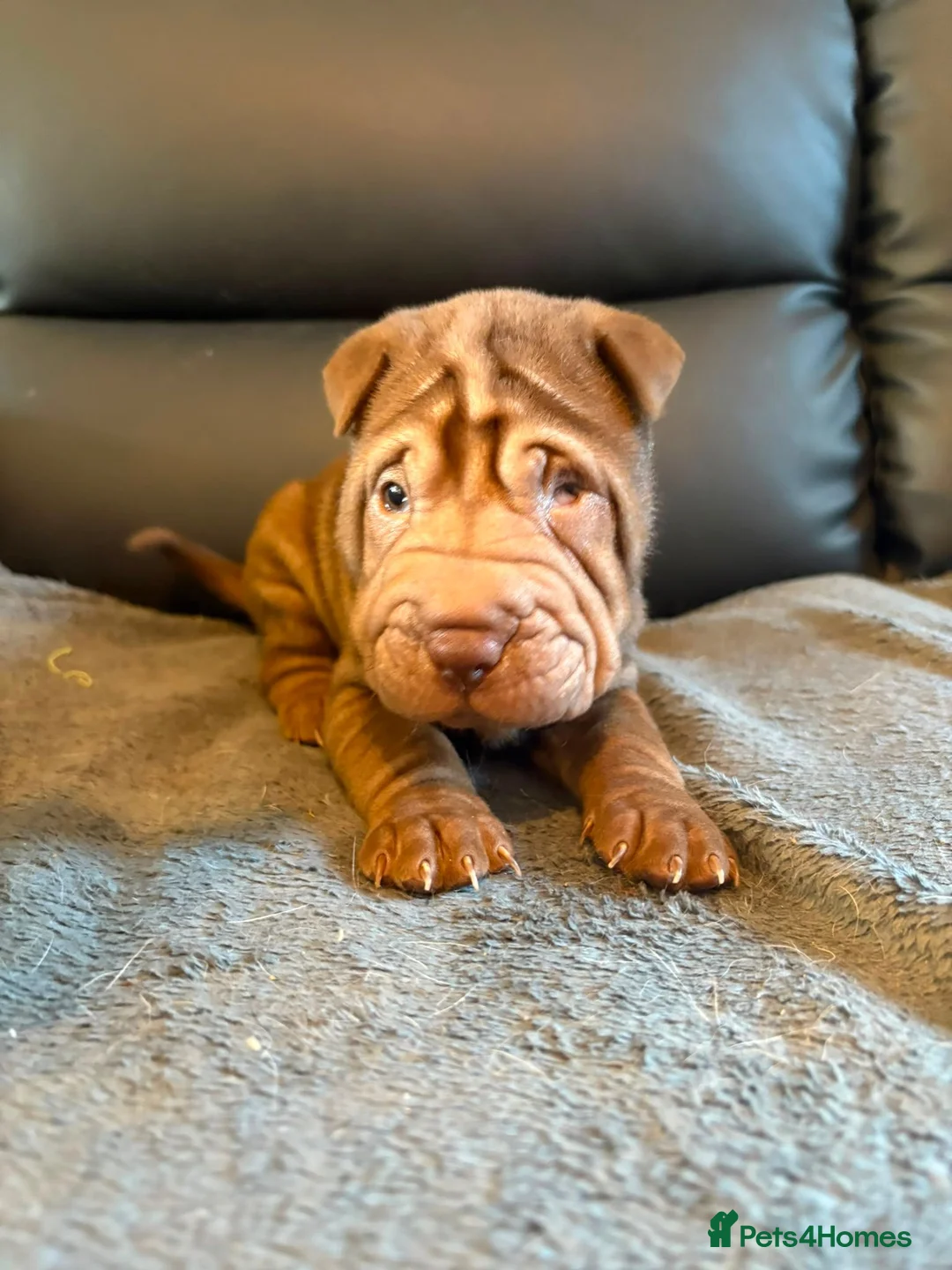 Shar Pei dogs for sale: Ready to leave now! Beautiful KC registered  - Advert 1