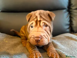 Shar Pei dogs Only two chocolate Beautiful KC registered - Advert 17