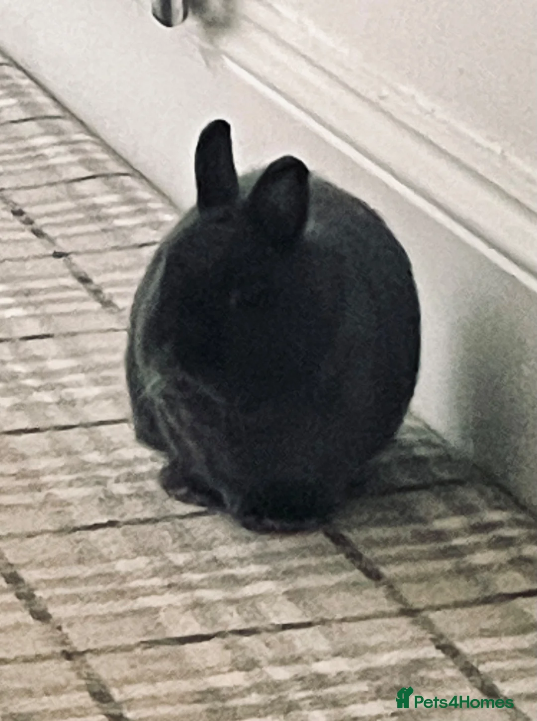 Mixed Breed rabbits for sale: 2 male castrated 2 yr old Rabbits  in Treharris - Advert 4