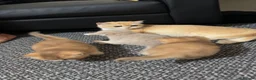 British Shorthair cats for sale: British cats - Advert 13