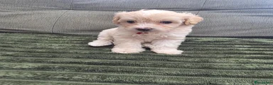 Yorkiepoo 6