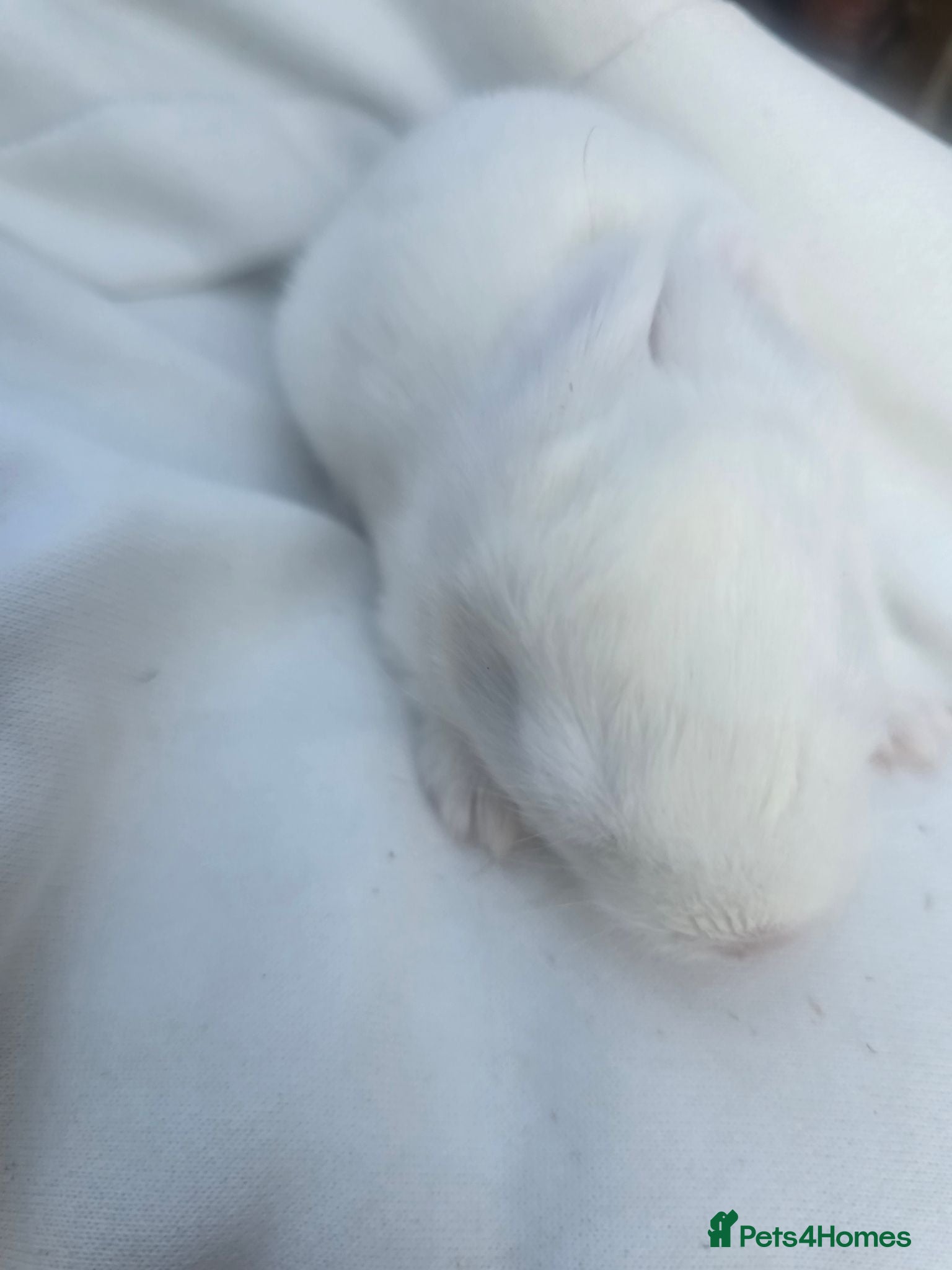 Continental Giant rabbits Continental Giant Rabbit Kits Bookings Now Open 🐰 - Advert 1