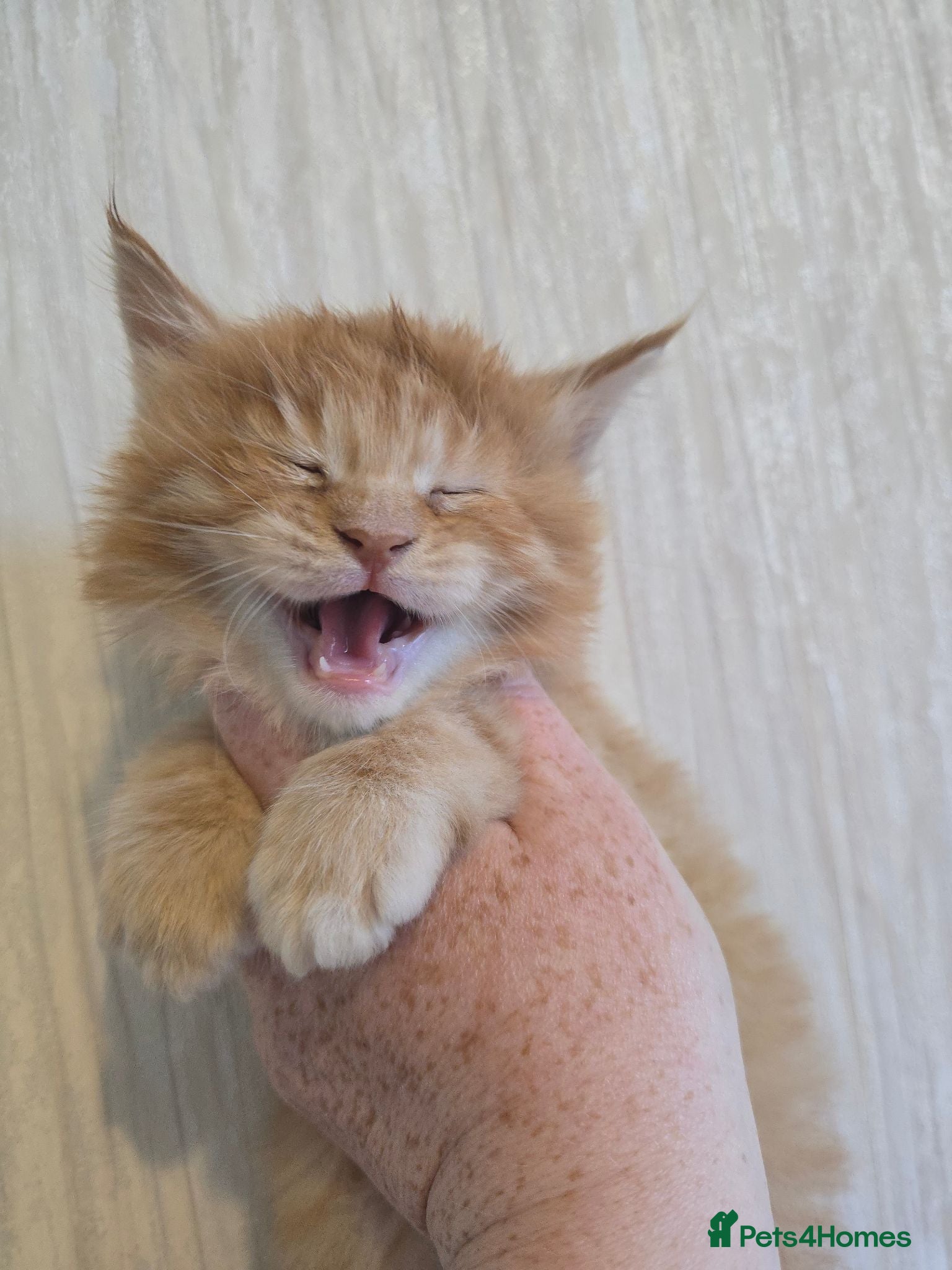 Maine Coon cats Red Maine Coon Chunky Large TICA Kittens - Advert 2