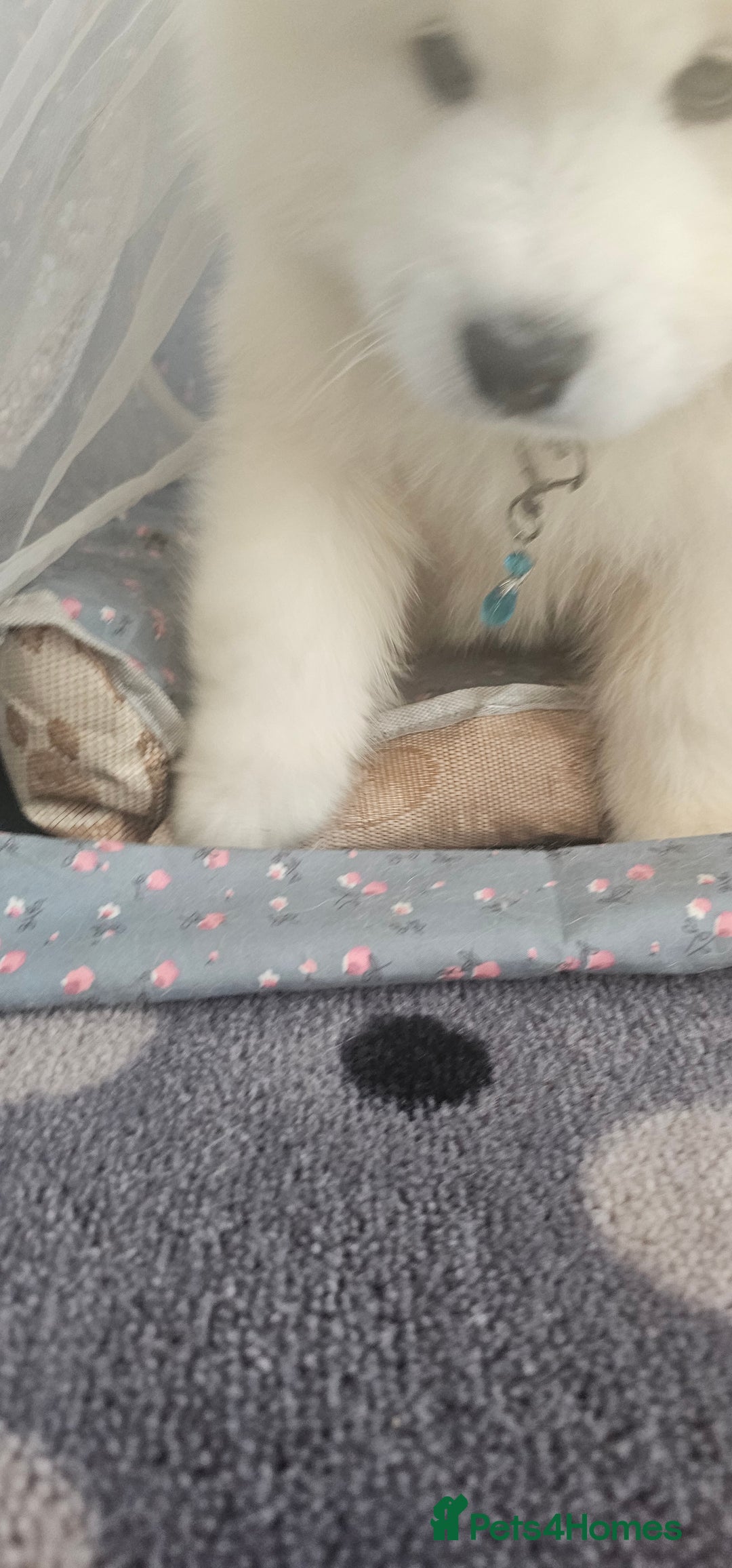 Samoyed dogs for sale: Last Boy samoyed  - Image 7