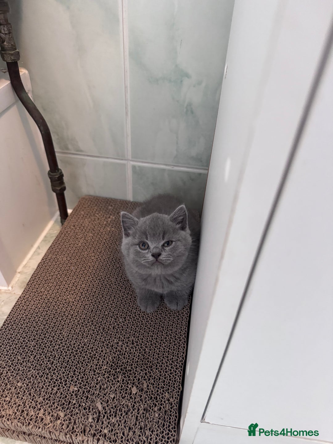 British Shorthair cats for sale: British shorthair kittens 🐈‍⬛ - Advert 8