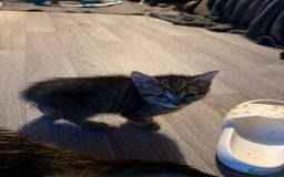 Bengal cats for sale: Kitten looking for her forever home  - Image 2