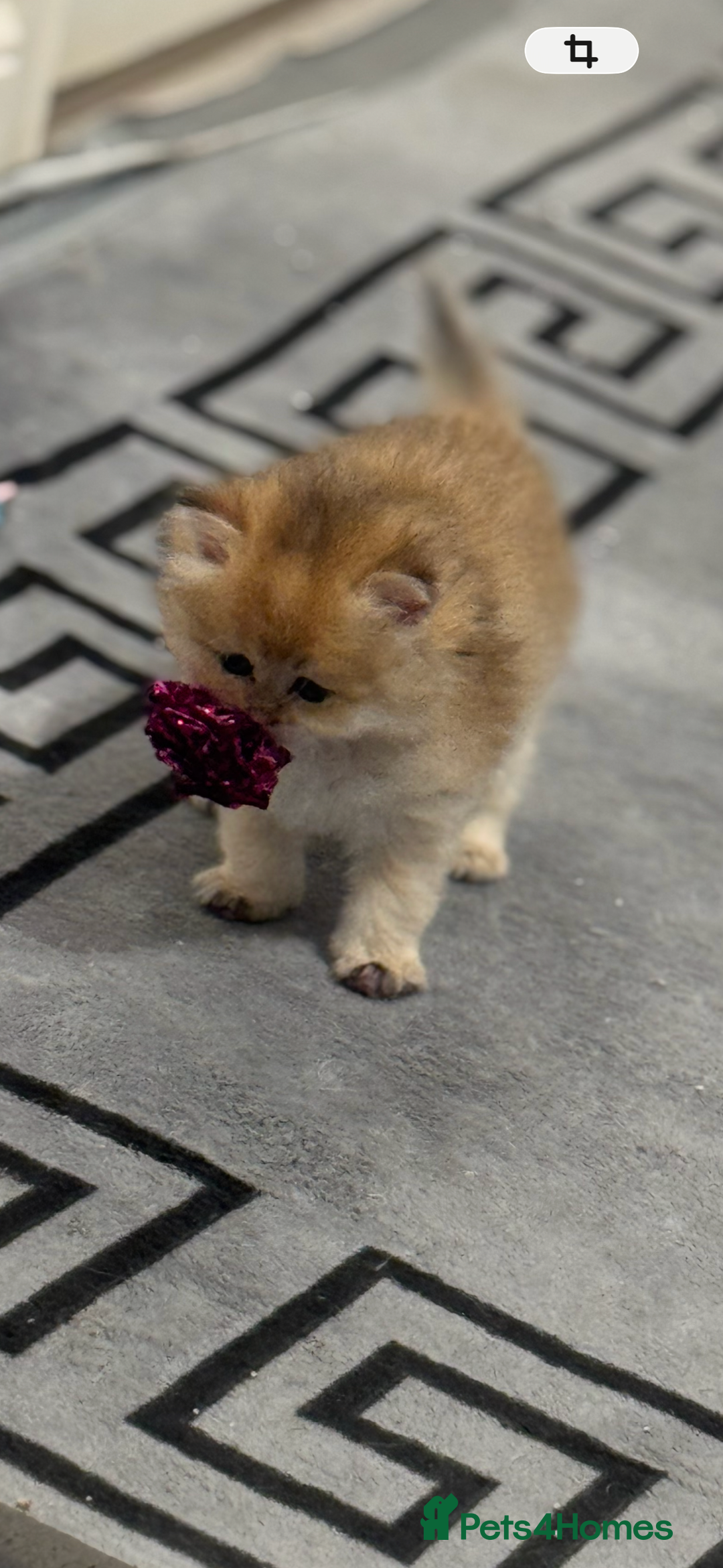 Scottish Fold cats for sale: six purebred Scottish kittens — all female,  - Advert 4