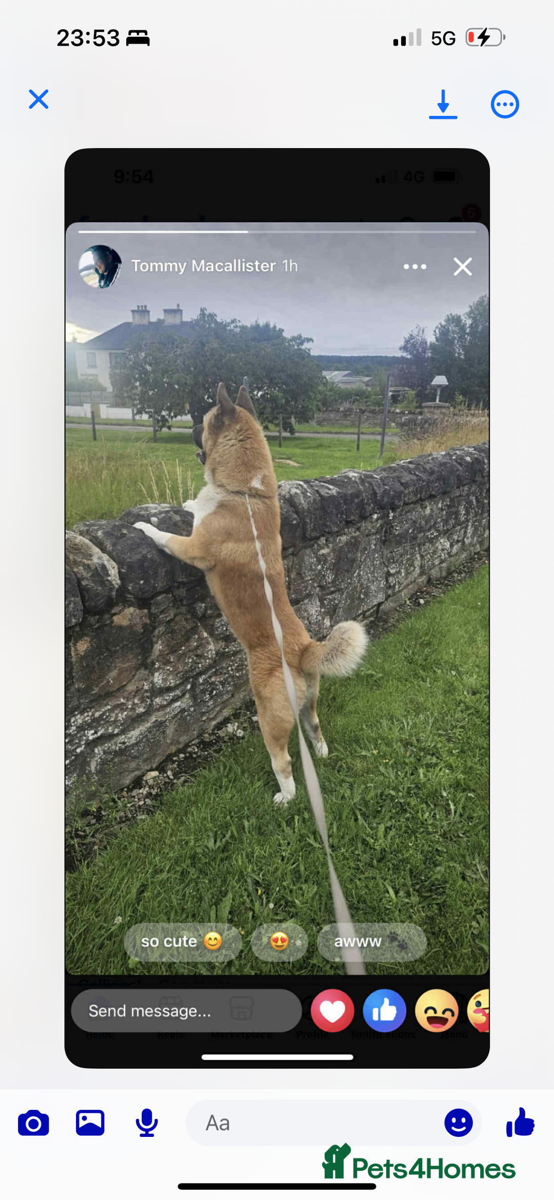 Akita dogs for stud: American Akita Stud  - Advert 5