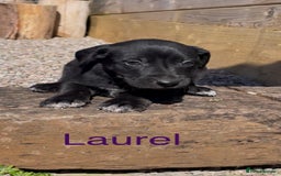 Mixed Breed dogs for sale: Stunning DNA heath test Collie x Hungarian Viszla - Image 12