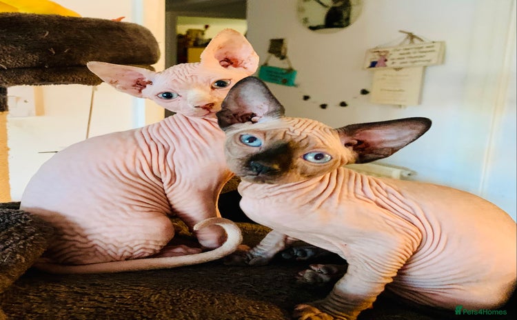 Sphynx cats - Advert 3