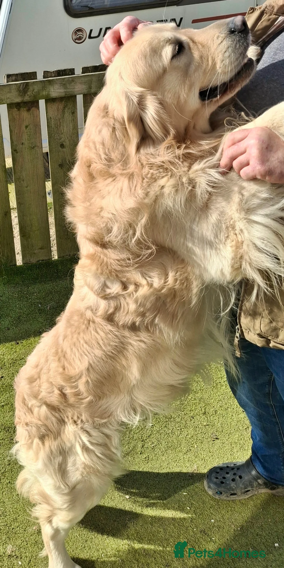 Golden Retriever dogs for sale: Golden Retreiver Puppies  - Advert 32