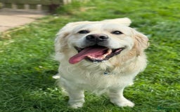 Goldendoodle dogs for sale: 💛F1 Castlecorrie Goldendoodle💛 - Advert 15