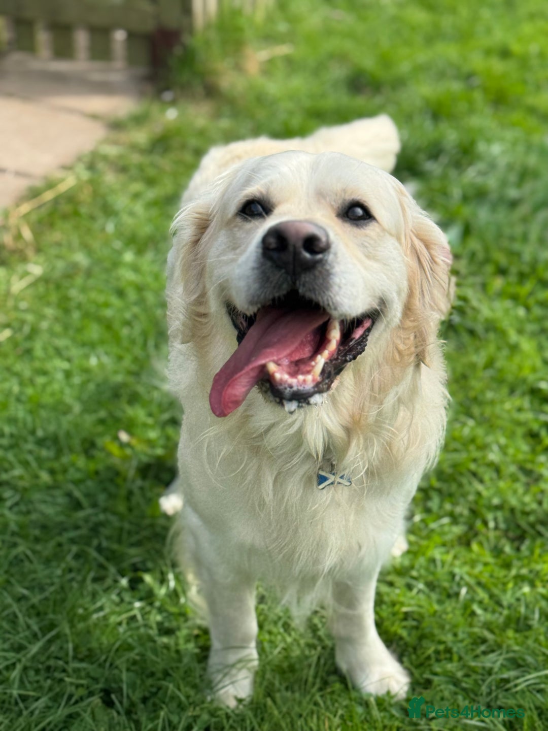 Goldendoodle dogs for sale: 💛F1 Castlecorrie Goldendoodle💛 - Advert 15