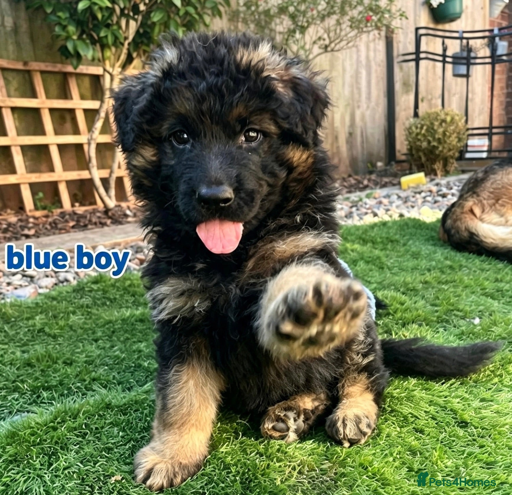German Shepherd dogs Stunning GSD puppies for sale  - Advert 6