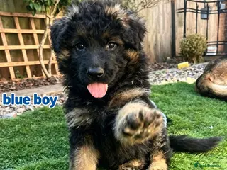 German Shepherd dogs Stunning GSD puppies for sale - Advert 6