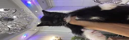Mixed Breed cats for sale: mixed breed tuxedo kittens - 1 male and female - Advert 9