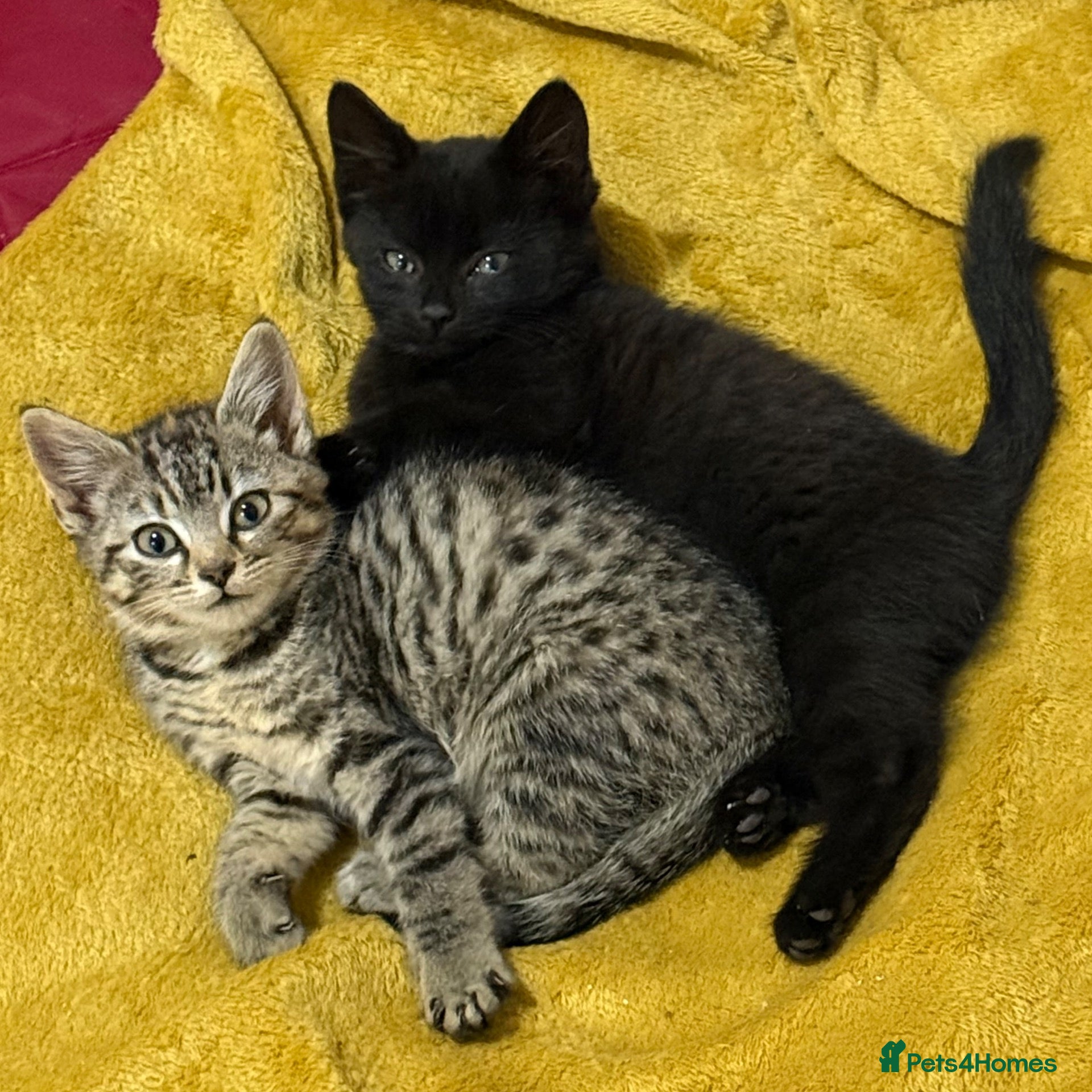 Domestic Shorthair cats 12 wk old tabby kitten - Advert 5