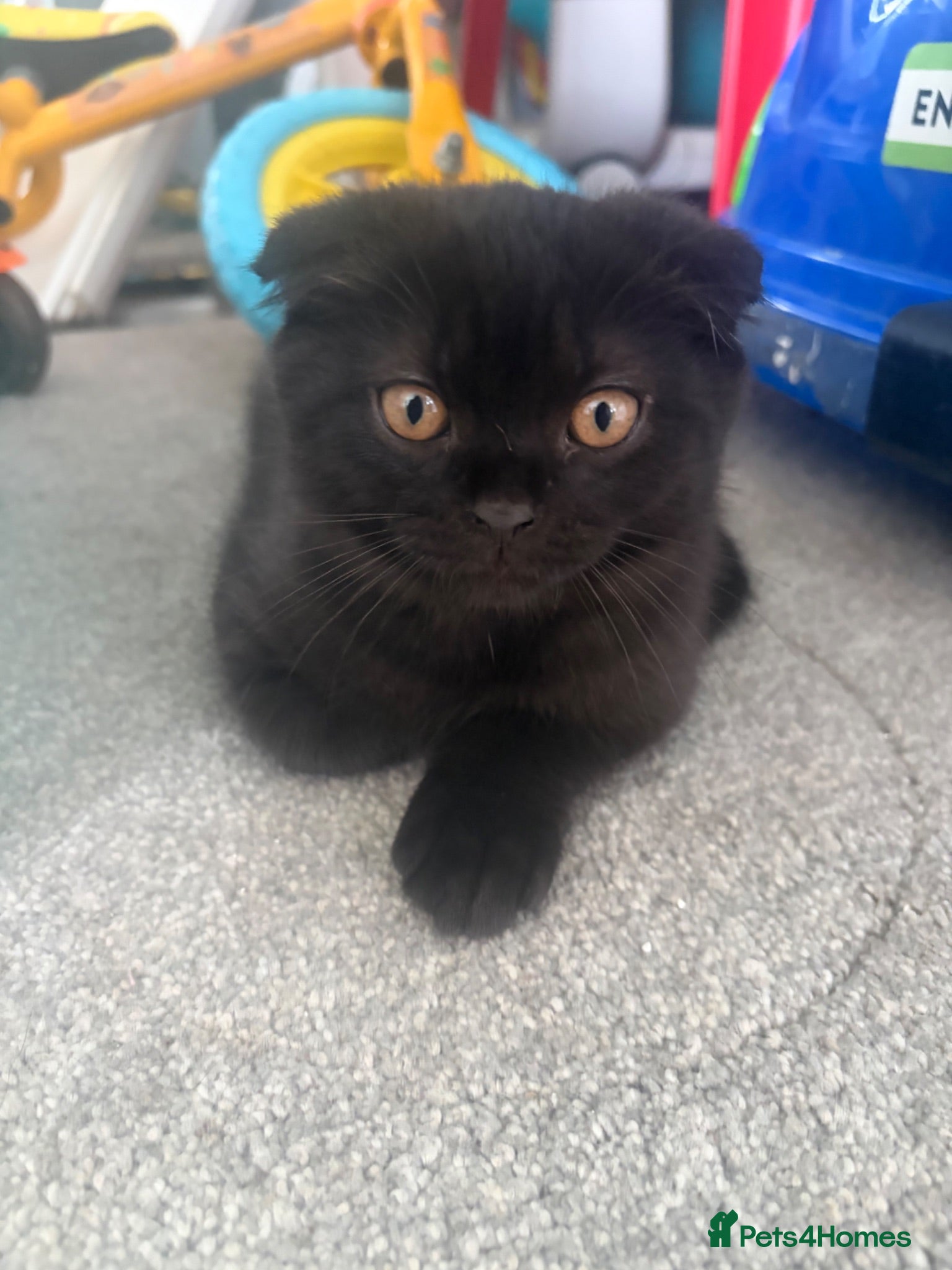 Scottish Fold cats SCOTTISH FOLDS 🏴󠁧󠁢󠁳󠁣󠁴󠁿  - Advert 3