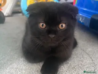 Scottish Fold cats SCOTTISH FOLDS 🏴 - Advert 2