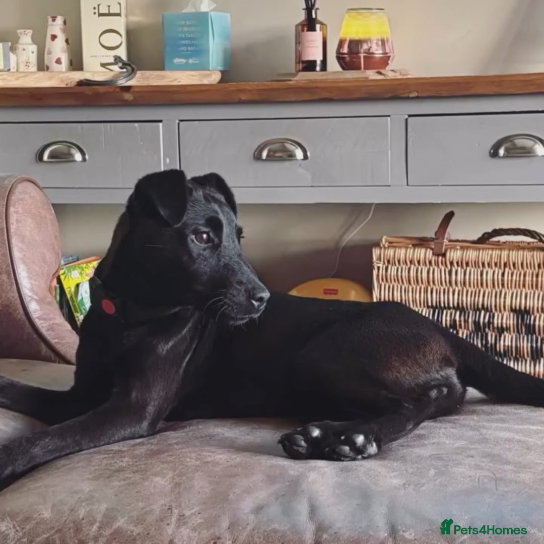 Patterdale Terrier dogs for sale: Very sweet  Patterdale needs her own family.  - Image 2