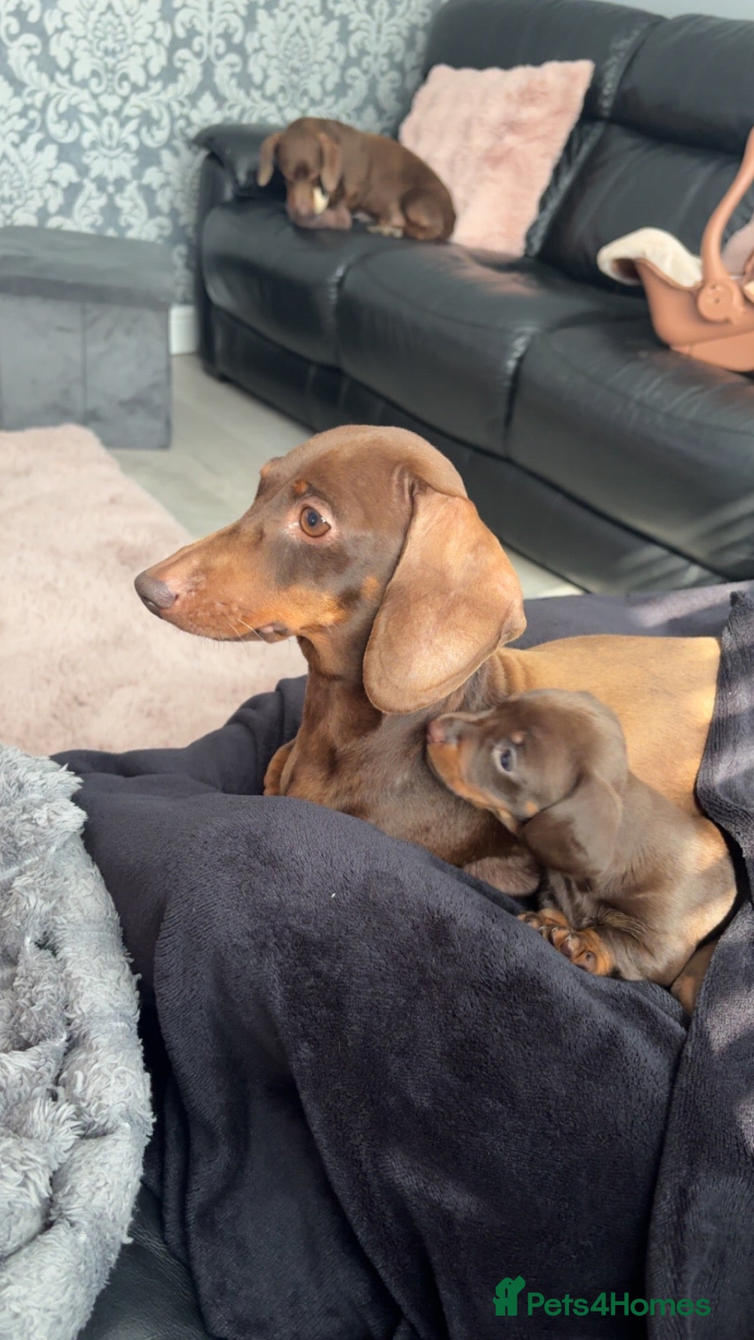 Miniature Dachshund dogs Miniature dashhound - Advert 5