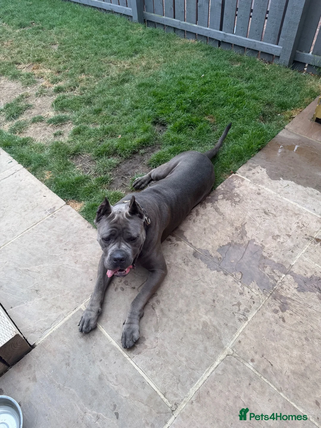 Cane Corso dogs for sale: Cane corso Serbian import 2 years old intact - Advert 2