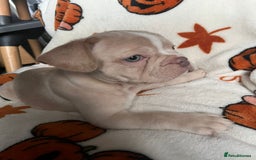 French Bulldog dogs for sale: TOP QUALITY FRENCH BULLDOGS  - Image 7