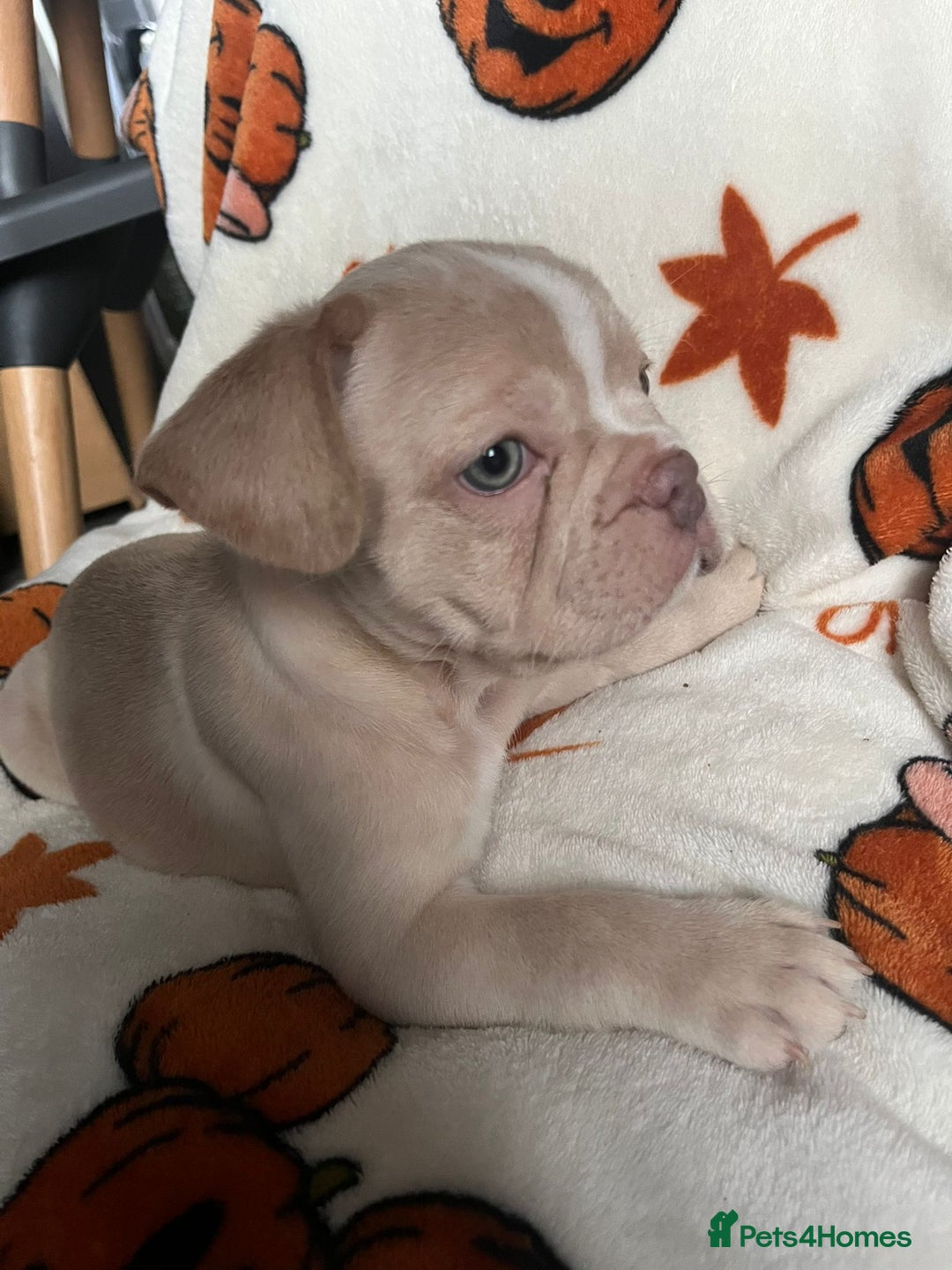 French Bulldog dogs for sale: TOP QUALITY FRENCH BULLDOGS  - Image 7