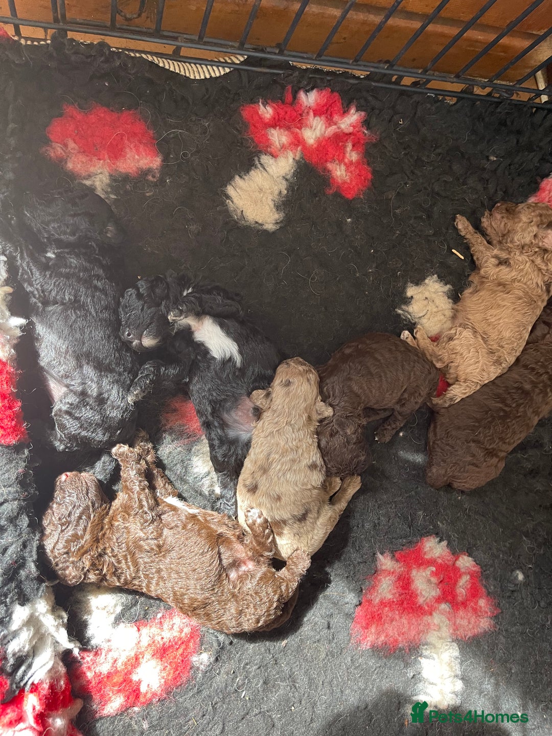 Miniature Poodle dogs for sale: 🐩Extensively Health Tested Miniature Poodles🐩 - Advert 12