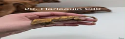 Gecko reptiles for sale: Stunning Mixed Morph Crested Gecko Babies! - Advert 17