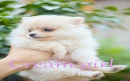 Pomeranian dogs for sale: KC Pomeranian puppies (Korean lines) - Image 32