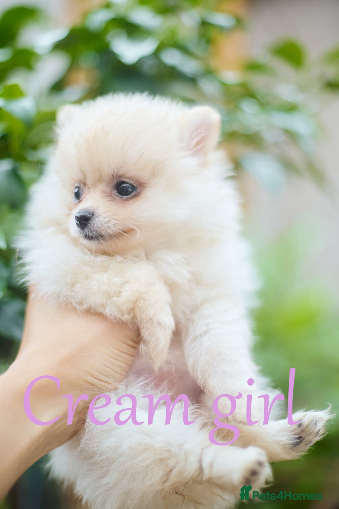Pomeranian dogs for sale: KC Pomeranian puppies (Korean lines) - Image 32