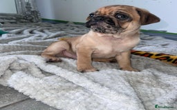 Pug dogs for sale: PUG PUPPYS READY TO GO !!!! - Advert 20