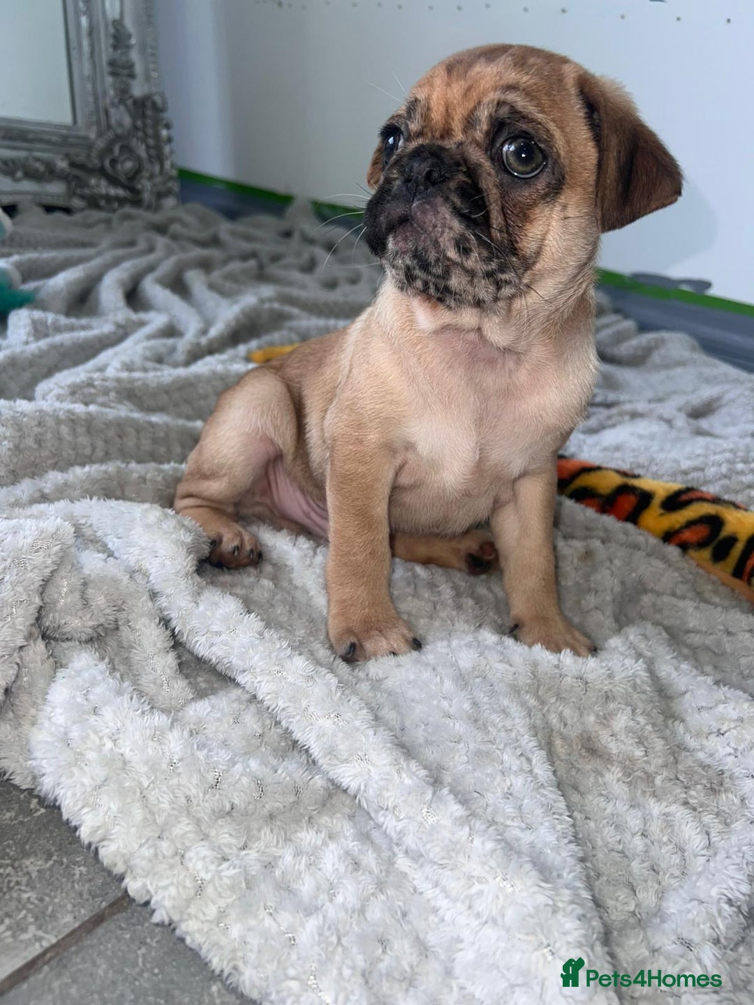 Pug dogs for sale: PUG PUPPYS READY TO GO !!!! - Advert 20
