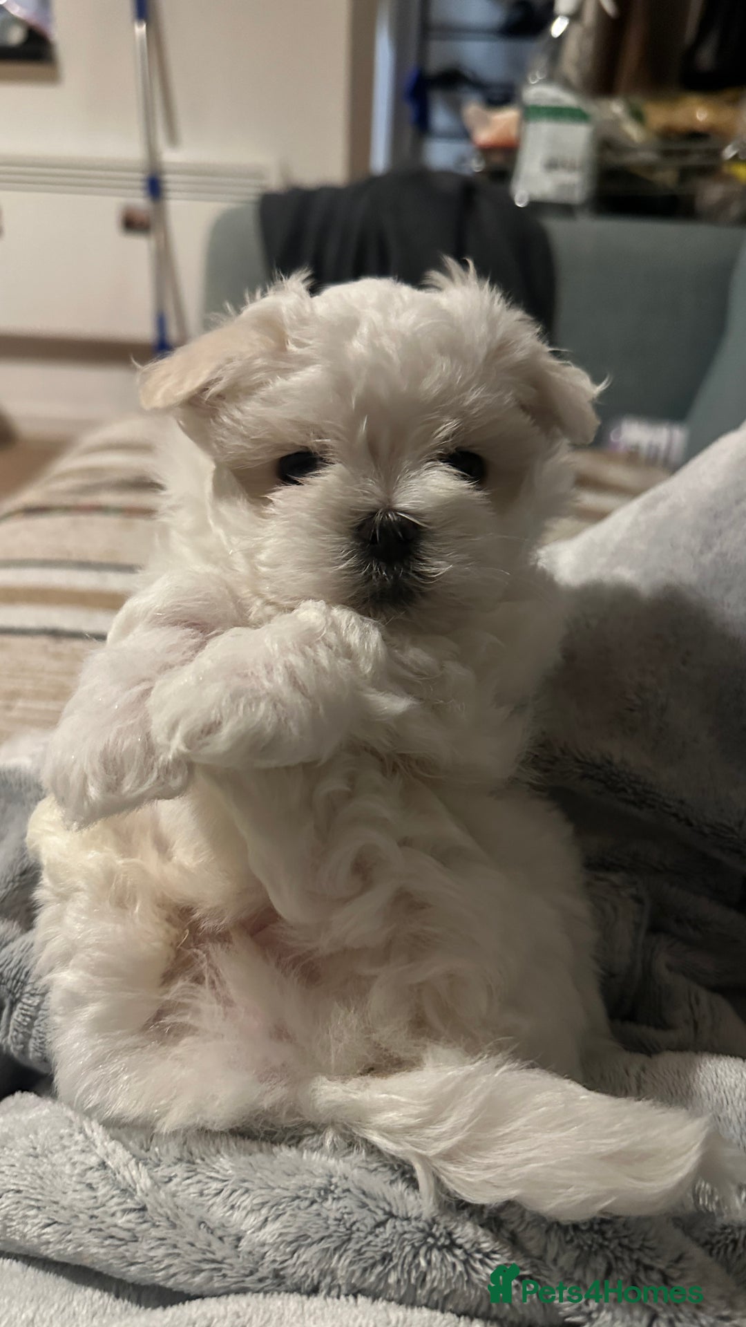 Maltese dogs for sale: London | Maltese Puppies Born on September 18th  - Image 5