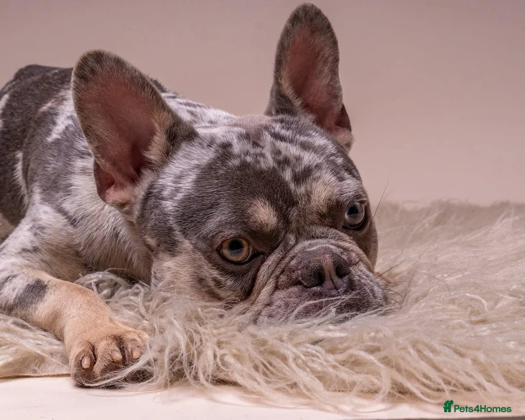 French Bulldog dogs for sale: MILO  in Doncaster - Advert 2