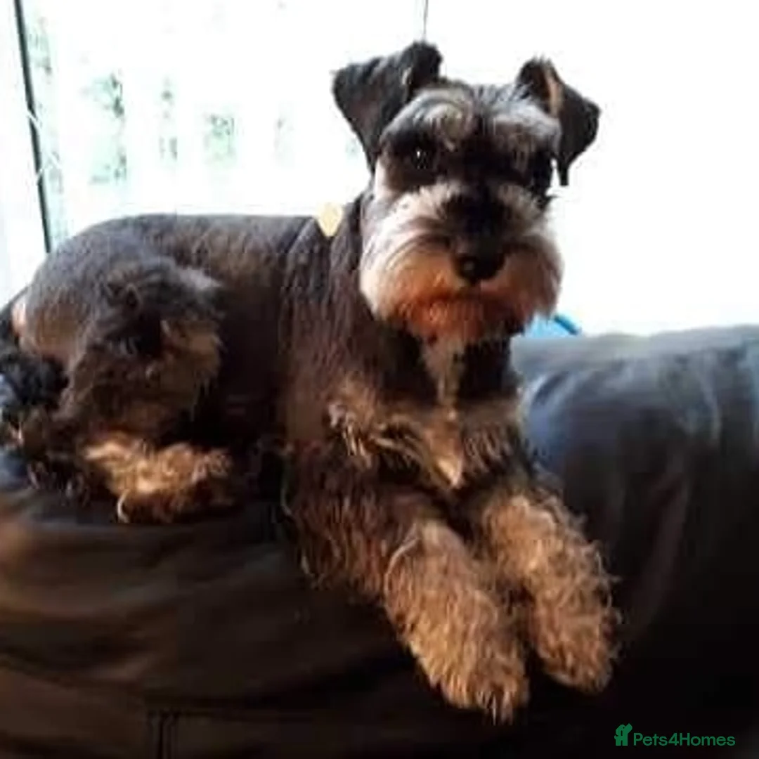 Miniature Schnauzer dogs for stud: Quality bred Miniature Schnauzer ( Bobby Boo) in Wolverhampton - Advert 2