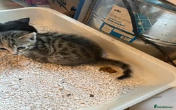 Savannah cats for sale: 2 beautiful Savannah kittens - Image 8