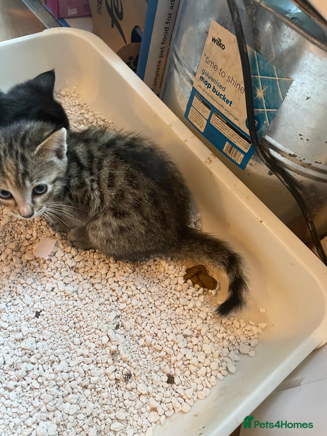 Savannah cats for sale: 2 beautiful Savannah kittens - Image 8
